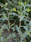 Senecio vulgaris L.