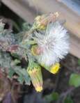 Senecio vulgaris L.