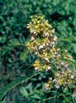 Senna hebecarpa (Fernald) Irwin & Barneby