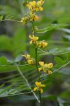 Senna hebecarpa (Fernald) Irwin & Barneby