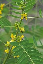 Senna marilandica (L.) Link