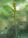 Senna marilandica (L.) Link