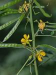 Senna marilandica (L.) Link