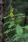 Senna marilandica (L.) Link