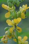 Senna marilandica (L.) Link