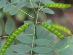 Senna marilandica (L.) Link
