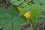 Senna obtusifolia (L.) Irwin & Barneby