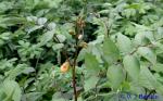 Senna occidentalis (L.) Link