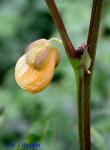 Senna occidentalis (L.) Link