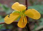 Senna occidentalis (L.) Link