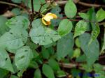 Senna occidentalis (L.) Link