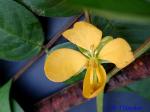 Senna occidentalis (L.) Link