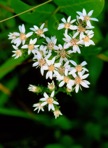 Sericocarpus asteroides (L.) B.S.P.