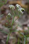 Sericocarpus linifolius (L.) B.S.P.