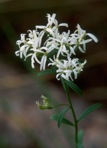 Sericocarpus linifolius (L.) B.S.P.