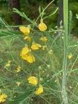 Sesbania herbacea (P. Miller) McVaugh