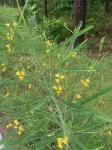 Sesbania herbacea (P. Miller) McVaugh
