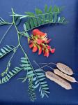 Sesbania punicea (Cav.) Benth.