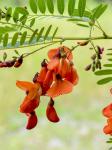 Sesbania punicea (Cav.) Benth.