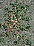 Sesuvium maritimum (Walter) Britton, Stearns, & Poggenberg