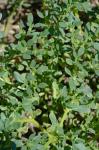 Sesuvium maritimum (Walter) Britton, Stearns, & Poggenberg