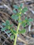 Sesuvium maritimum (Walter) Britton, Stearns, & Poggenberg
