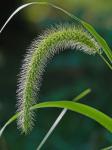 Setaria faberi Herrm.