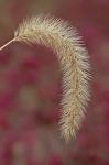 Setaria faberi Herrm.
