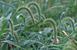 Setaria faberi Herrm.