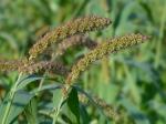 Setaria italica (L.) Beauv.