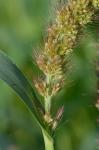 Setaria italica (L.) Beauv.