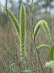Setaria magna Griseb.