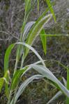 Setaria magna Griseb.