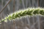 Setaria magna Griseb.