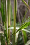 Setaria magna Griseb.