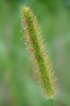 Setaria parviflora (Poir.) Kerguelen