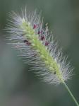 Setaria pumila (Poir.) Roemer & Schultes ssp. pumila