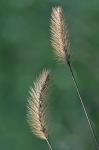 Setaria viridis (L.) Beauv. var. viridis