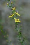 Seymeria cassioides (J.F. Gmel.) Blake