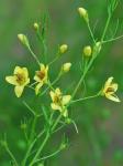 Seymeria cassioides (J.F. Gmel.) Blake