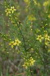 Seymeria cassioides (J.F. Gmel.) Blake