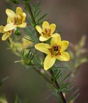 Seymeria cassioides (J.F. Gmel.) Blake