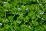 Galium sherardia E.H.L. Krause
