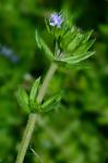 Galium sherardia E.H.L. Krause