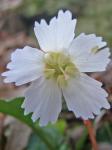 Shortia galacifolia Torrey & A. Gray var. galacifolia