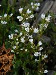 Planodes virginicum (L.) E.L. Greene