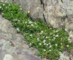 Sibbaldiopsis tridentata (Ait.) Rydb.
