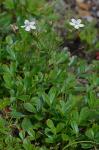 Sibbaldiopsis tridentata (Ait.) Rydb.