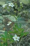 Sibbaldiopsis tridentata (Ait.) Rydb.