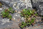 Sibbaldiopsis tridentata (Ait.) Rydb.